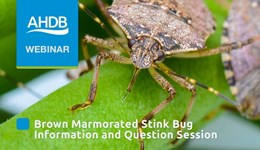 Brown Marmorated Stink Bug information and question session